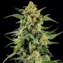 Skunk no 1 Marijuana Strain by Barneys Farm For Sale Online at Cannabis Seeds Outlet