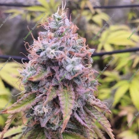 G63 AMG Marijuana Strain by Black Farm Genetix For Sale Online at Cannabis Seeds Outlet