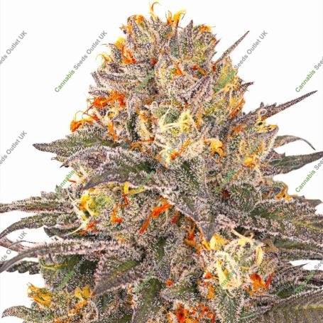 Six Senses Marijuana Strain by G13 Labs For Sale Online at Cannabis Seeds Outlet