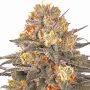 Six Senses Marijuana Strain by G13 Labs For Sale Online at Cannabis Seeds Outlet