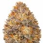 G13 Labs Six Senses Weed Seeds Smoke Buds Ganja Skunk Dope Pot Images Pics Nuggets