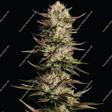 California Octane TRIPLOID Marijuana Strain by Humboldt Seed Company For Sale Online at Cannabis Seeds Outlet