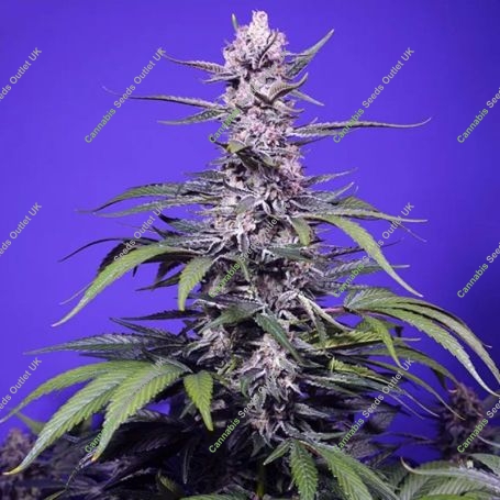 Permanent Marker XL Auto Marijuana Strain by Sweet Seeds For Sale Online at Cannabis Seeds Outlet