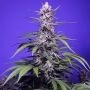 Permanent Marker XL Auto Marijuana Strain by Sweet Seeds For Sale Online at Cannabis Seeds Outlet