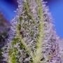 Sweet Seeds Permanent Marker XL Auto Weed Seeds Smoke Buds Ganja Skunk Dope Pot Images Pics Nuggets