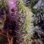 Sweet Seeds Gelonade Weed Seeds Smoke Buds Ganja Skunk Dope Pot Images Pics Nuggets
