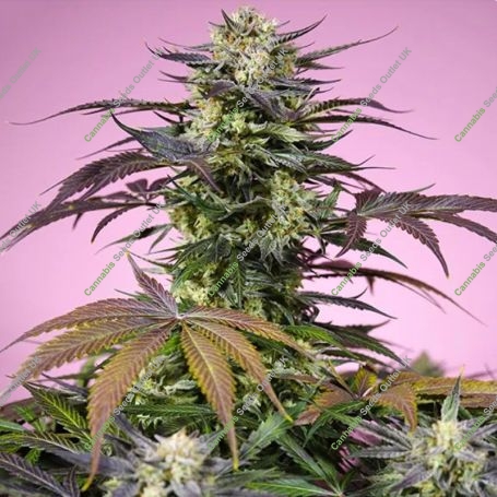 Gelonade Marijuana Strain by Sweet Seeds For Sale Online at Cannabis Seeds Outlet