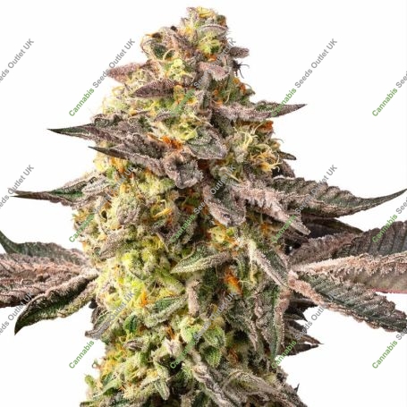 Sugar Rock Marijuana Strain by Silent Seeds For Sale Online at Cannabis Seeds Outlet