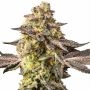 Sugar Rock Marijuana Strain by Silent Seeds For Sale Online at Cannabis Seeds Outlet