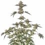 Silent Seeds Sugar Rock Weed Seeds Smoke Buds Ganja Skunk Dope Pot Images Pics Nuggets