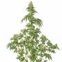 Silent Seeds Peach Cake Weed Seeds Smoke Buds Ganja Skunk Dope Pot Images Pics Nuggets
