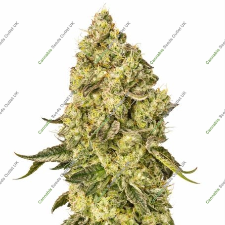 Peach Cake Marijuana Strain by Silent Seeds For Sale Online at Cannabis Seeds Outlet