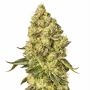 Peach Cake Marijuana Strain by Silent Seeds For Sale Online at Cannabis Seeds Outlet