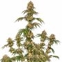 Silent Seeds B52 Weed Seeds Smoke Buds Ganja Skunk Dope Pot Images Pics Nuggets