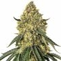 B52 Marijuana Strain by Silent Seeds For Sale Online at Cannabis Seeds Outlet