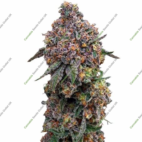 Cosmic Cheddar Marijuana Strain by Royal Queen Seeds For Sale Online at Cannabis Seeds Outlet