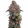 Cosmic Cheddar Marijuana Strain by Royal Queen Seeds For Sale Online at Cannabis Seeds Outlet