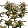 Royal Queen Seeds Cosmic Cheddar Weed Seeds Smoke Buds Ganja Skunk Dope Pot Images Pics Nuggets