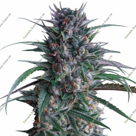 Banana Brawler Marijuana Strain by Royal Queen Seeds For Sale Online at Cannabis Seeds Outlet