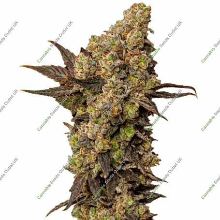 Astro Lemonade Marijuana Strain by Royal Queen Seeds For Sale Online at Cannabis Seeds Outlet
