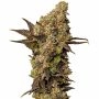 Astro Lemonade Marijuana Strain by Royal Queen Seeds For Sale Online at Cannabis Seeds Outlet