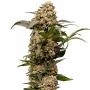 Royal Queen Seeds Astro Lemonade Weed Seeds Smoke Buds Ganja Skunk Dope Pot Images Pics Nuggets