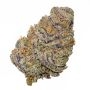 Original Sensible Seeds Purple Lemon Tree XL Auto Weed Seeds Smoke Buds Ganja Skunk Dope Pot Images Pics Nuggets