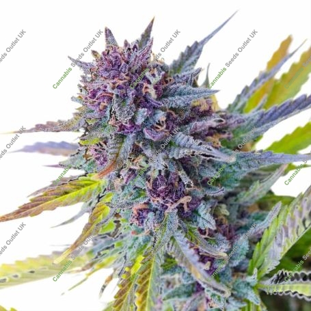 Purple Lemon Tree XL Auto Marijuana Strain by Original Sensible Seeds For Sale Online at Cannabis Seeds Outlet