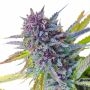 Purple Lemon Tree XL Auto Marijuana Strain by Original Sensible Seeds For Sale Online at Cannabis Seeds Outlet