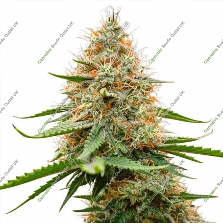 Poison Cookies Marijuana Strain by Original Sensible Seeds For Sale Online at Cannabis Seeds Outlet