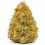 Poison Cookies Original Sensible Weed Seeds Smoke Buds Ganja Skunk Dope Pot Images Pics Nuggets