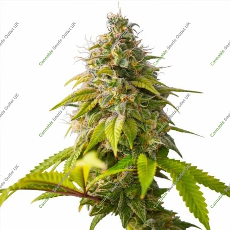 Orange Biscuit Marijuana Strain by Original Sensible Seeds For Sale Online at Cannabis Seeds Outlet