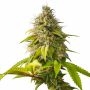 Orange Biscuit Marijuana Strain by Original Sensible Seeds For Sale Online at Cannabis Seeds Outlet