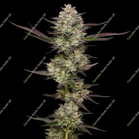 Puff Pastry Marijuana Strain by Humboldt Seed Company For Sale Online at Cannabis Seeds Outlet