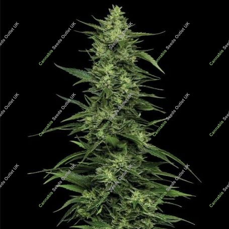 Humboldt Seed Company Limez Weed Seeds Smoke Buds Ganja Skunk Dope Pot Images Pics Nuggets