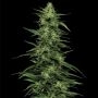 Humboldt Seed Company Limez Weed Seeds Smoke Buds Ganja Skunk Dope Pot Images Pics Nuggets