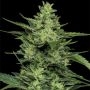 Limez Marijuana Strain by Humboldt Seed Company For Sale Online at Cannabis Seeds Outlet
