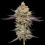 Humboldt Seed Company Limez Weed Seeds Smoke Buds Ganja Skunk Dope Pot Images Pics Nuggets