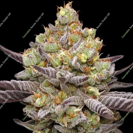Hyper Za Marijuana Strain by Humboldt Seed Company For Sale Online at Cannabis Seeds Outlet