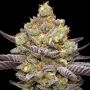 Hyper Za Marijuana Strain by Humboldt Seed Company For Sale Online at Cannabis Seeds Outlet