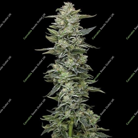 Honey Bear Marijuana Strain by Humboldt Seed Company For Sale Online at Cannabis Seeds Outlet