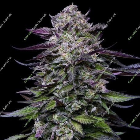 Candy Hustle Marijuana Strain by Humboldt Seed Company For Sale Online at Cannabis Seeds Outlet