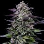 Candy Hustle Marijuana Strain by Humboldt Seed Company For Sale Online at Cannabis Seeds Outlet