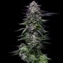 Humboldt Seed Company Candy Hustle Weed Seeds Smoke Buds Ganja Skunk Dope Pot Images Pics Nuggets
