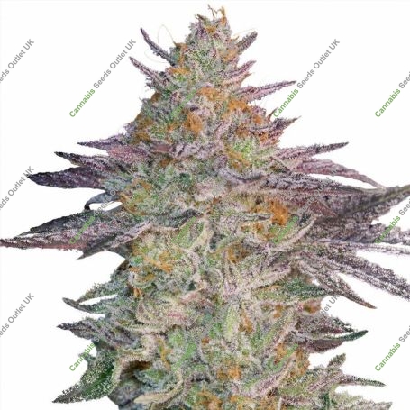 Super Banana Mango Marijuana Strain by Greenhouse Seeds For Sale Online at Cannabis Seeds Outlet