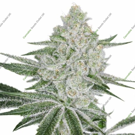 Shishka Lemonade Marijuana Strain by Greenhouse Seeds For Sale Online at Cannabis Seeds Outlet