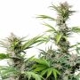 420 Fast Buds Cherry Cola Auto Weed Seeds Smoke Buds Ganja Skunk Dope Pot Images Pics Nuggets