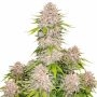 Cherry Cola Auto Marijuana Strain by 420 Fast Buds For Sale Online at Cannabis Seeds Outlet