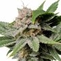 Cherry Cola Auto by 420 Fast Buds THC Content Potency Strength CBD Height Yield Flowering Time Indica Sativa Genetics