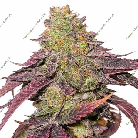 Kingston Punch Marijuana Strain by Dutch Passion For Sale Online at Cannabis Seeds Outlet